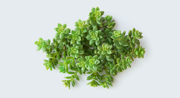 Club Player - restaurant NICE